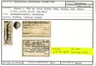 Karteikarte zum Holotyp von Marginulina elatissima Stache, 1864